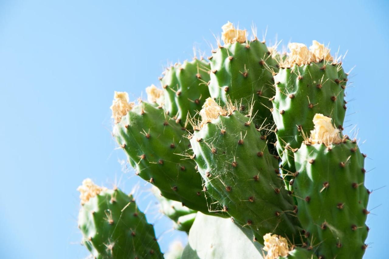 The Prickly Pear Apartment La Canea Exterior foto